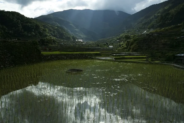 Ifugao pirinç terasları — Stok fotoğraf