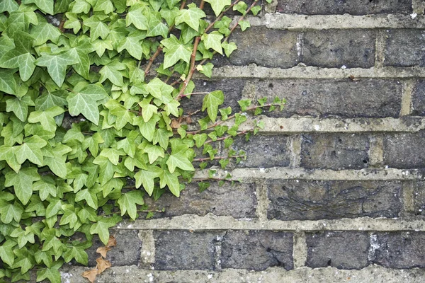 Ivy sur un mur — Photo