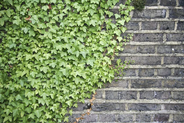 stock image Ivy on a wall