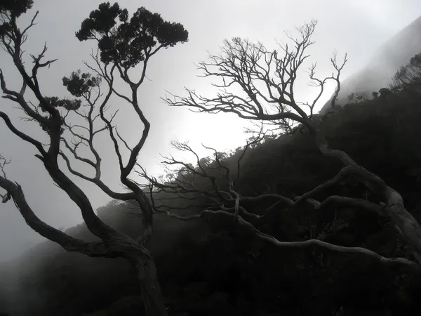 Forêt nuageuse — Photo