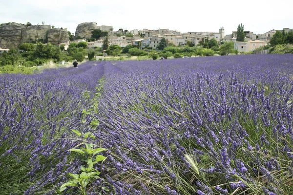 Lavendel velden provence Frankrijk — Stockfoto
