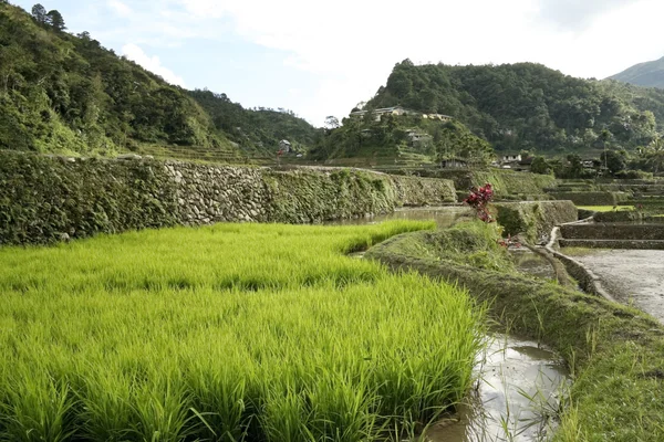 Terrazze di riso Ifugao — Foto Stock