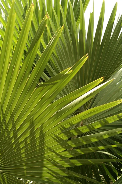 Tropische vegetatie — Stockfoto