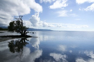 Mangrove reflections clipart