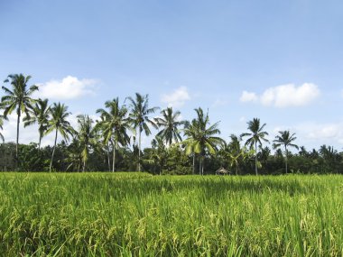 Bali rice fields clipart