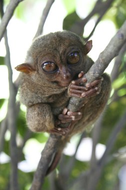 Bohol tarsier