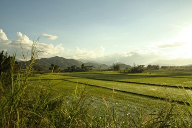 pirinç paddies