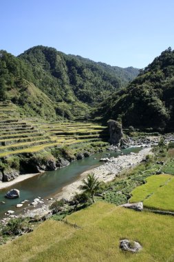 Rice terraces northern philippines clipart
