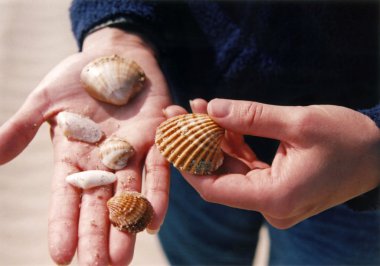 Shells clipart