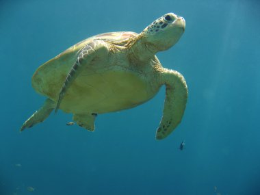 yeşil deniz kaplumbağası