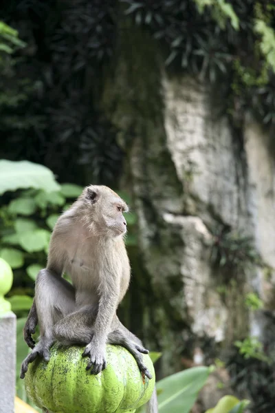 Batu caves monkey — Stock Photo, Image