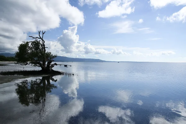 stock image Mangrove reflections