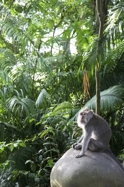 Floresta de macacos — Fotografia de Stock