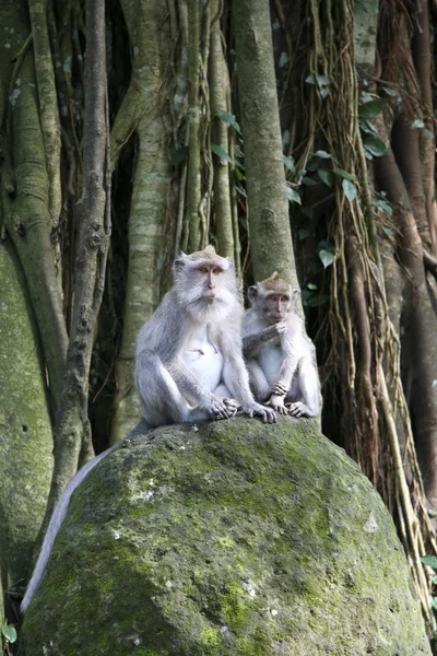Forêt de singes — Photo