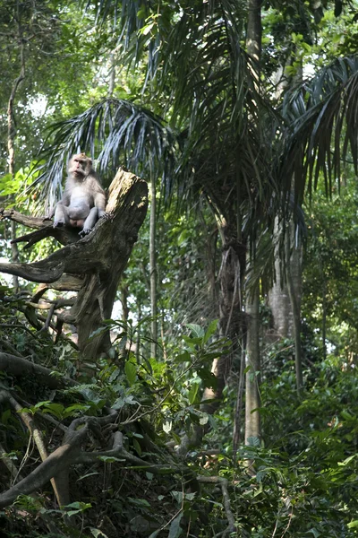 Мавпячий ліс — стокове фото