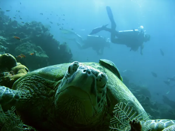 Turtle divers — Stock Photo, Image
