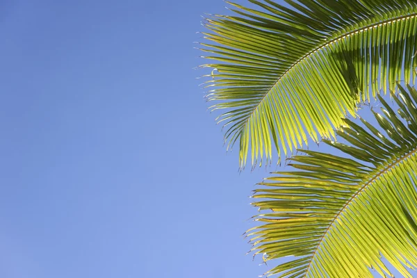 蓝蓝的天空棕榈 — 图库照片