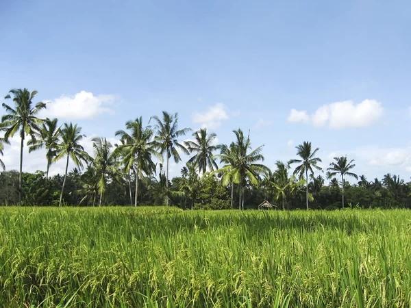 Pól ryżowych Bali — Zdjęcie stockowe