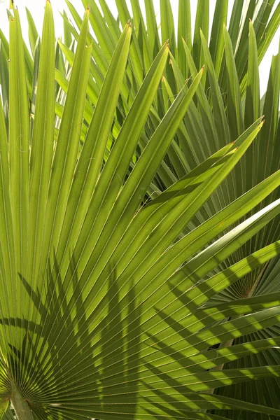 Тропическая растительность — стоковое фото