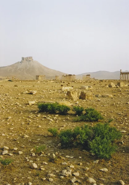 Palmyre — Photo