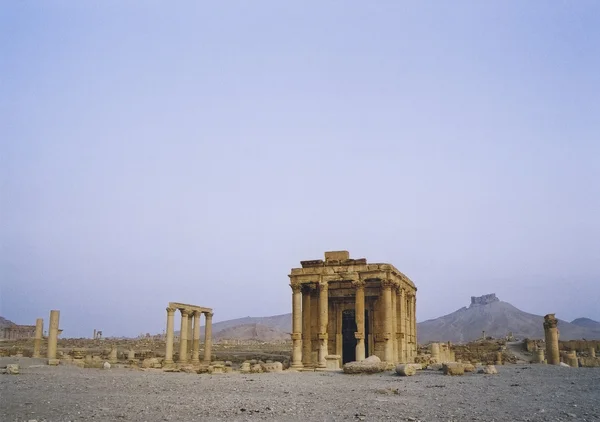 Palmira — Fotografia de Stock