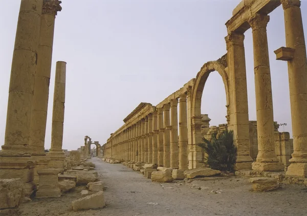 Palmira — Fotografia de Stock