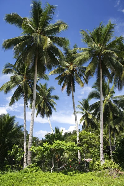Палаванские пальмы — стоковое фото