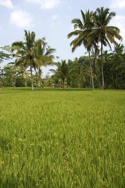 Colheita de arroz — Fotografia de Stock