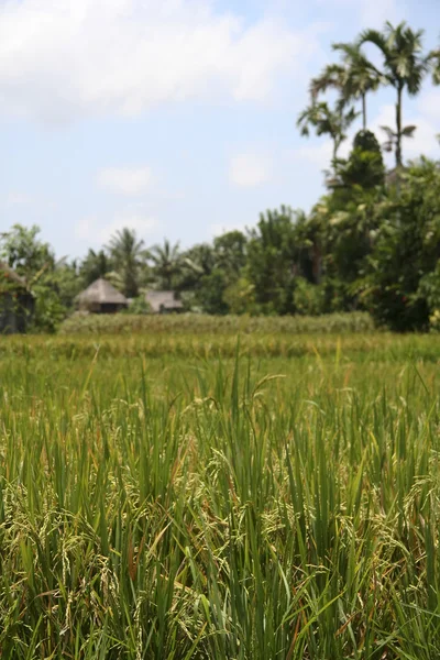 Rice harvest — Stock Photo, Image