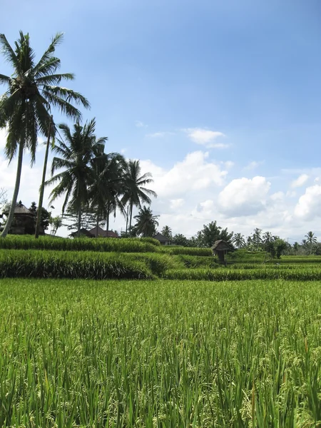 Rýžová pole v Ubud — Stock fotografie