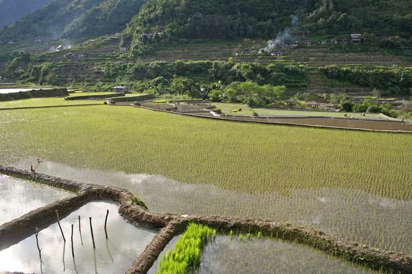 Reis anpflanzen — Stockfoto