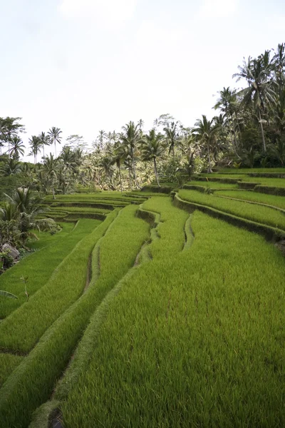 Récolte de riz — Photo