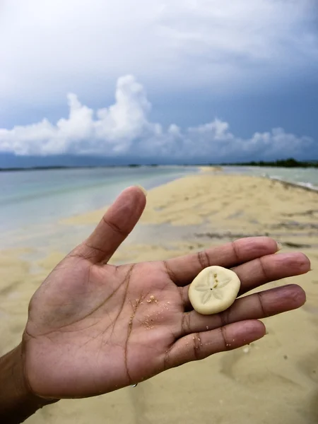 Δολάριο άμμου — Φωτογραφία Αρχείου