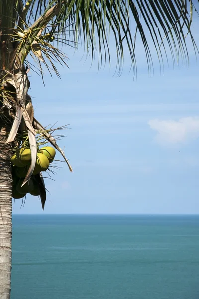 Palmiye ağacı deniz manzarası — Stok fotoğraf