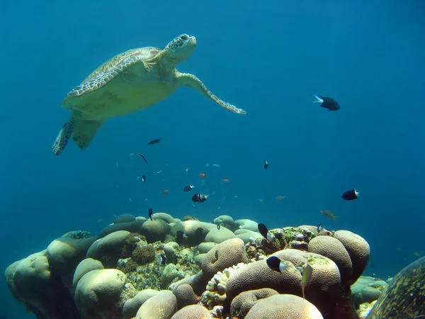 Green sea turtle — Stock Photo, Image