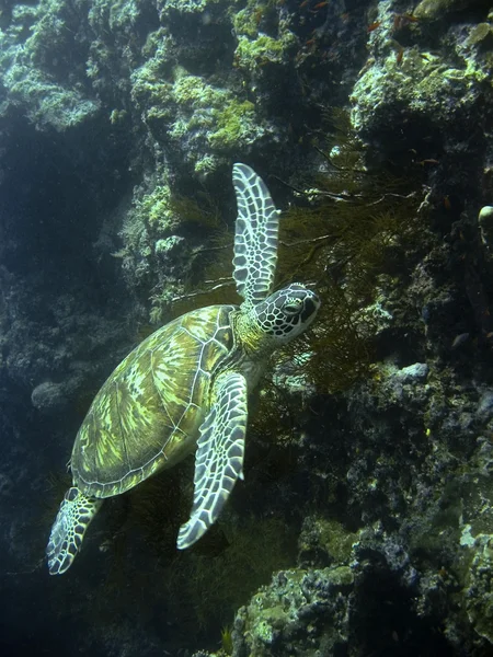Sipadan turtle — Stock Photo, Image