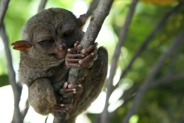 Bohol tarsier clipart