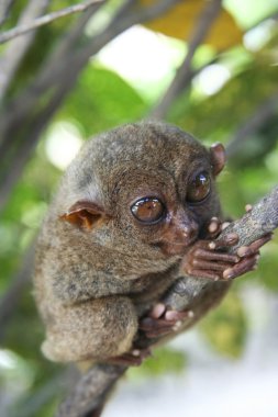 Bohol tarsier