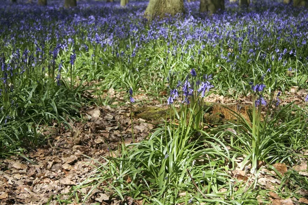 Bois de Bluebell de printemps — Photo