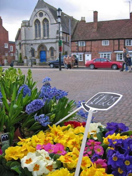 Stratford kwiaty — Zdjęcie stockowe