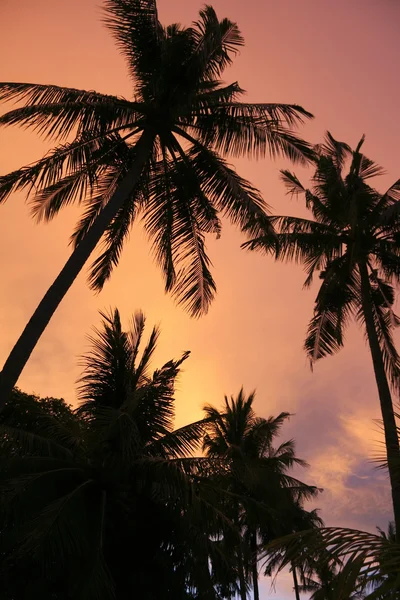 Sunset palms — Stock Photo, Image