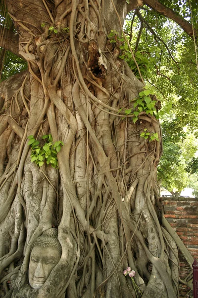 Bodhi roots — Stock Photo, Image