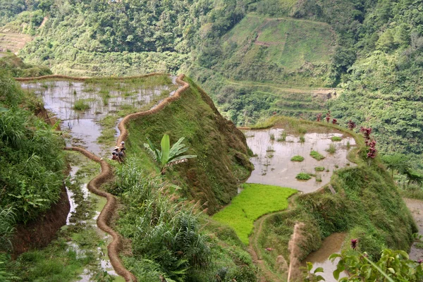 Pirinç terasları — Stok fotoğraf
