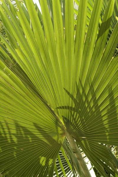 热带植被 — 图库照片
