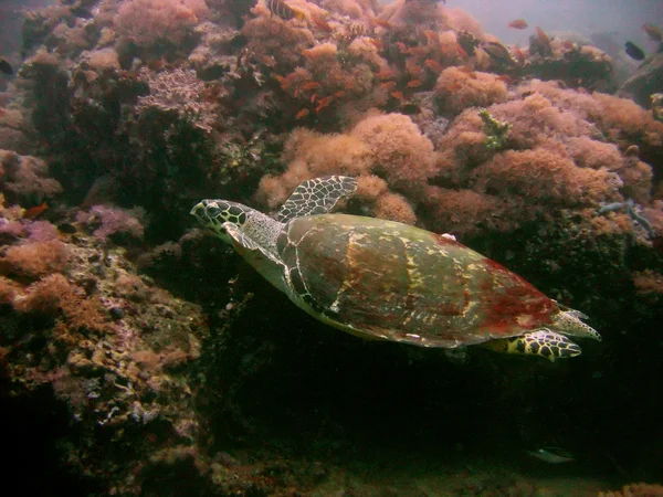 Tortuga de arrecife — Foto de Stock