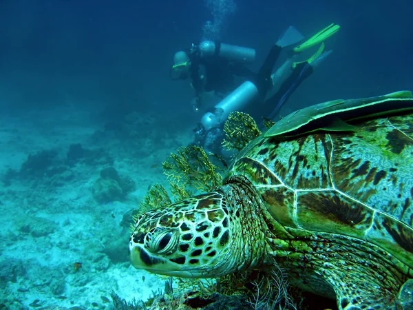 Izlerken kaplumbağa — Stok fotoğraf