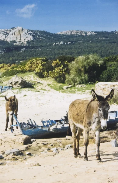 Deux mules — Photo