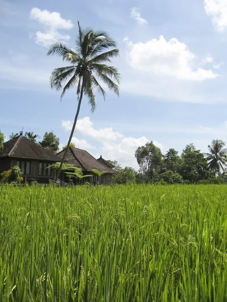 Rijst velden villa bali — Stockfoto
