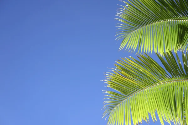 Błękitne niebo palmy — Zdjęcie stockowe