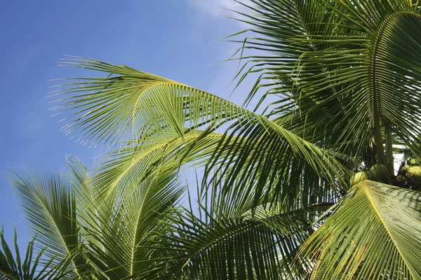 Kokosowe palmy Obrazek Stockowy